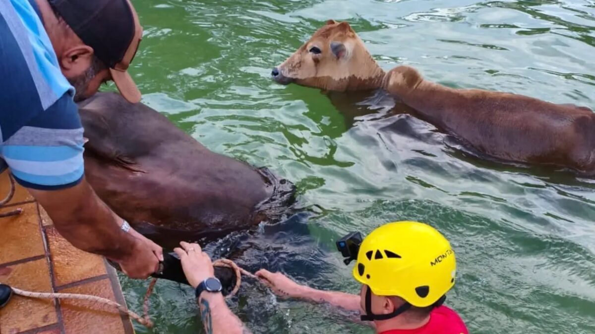 Bombeiros resgatam dois bovinos de piscina em chácara de Goiás