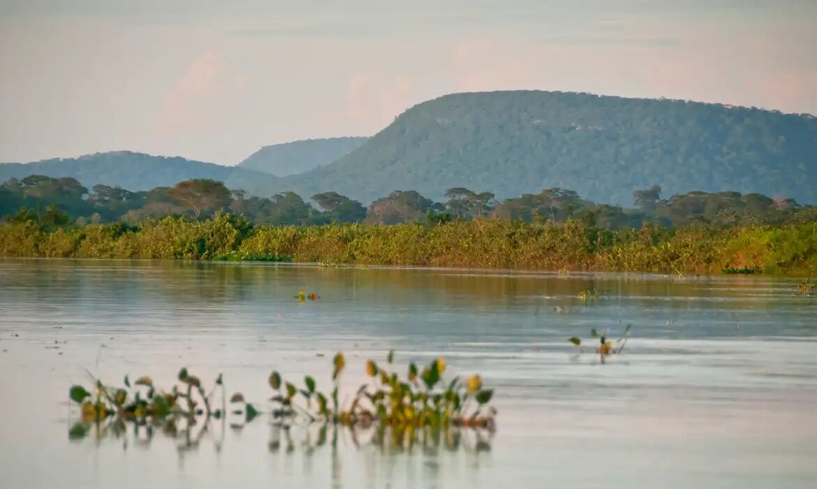 Cerrado perde 13,9 milhões de hectares de vegetação nativa nas margens de rios em 40 anos