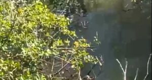 Corpo de homem é retirado de rio sem cabeça no Litoral Norte de Alagoas
