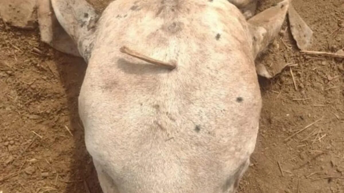 Ex-açougueiro é preso suspeito de abater gado e furtar carne em Goiás