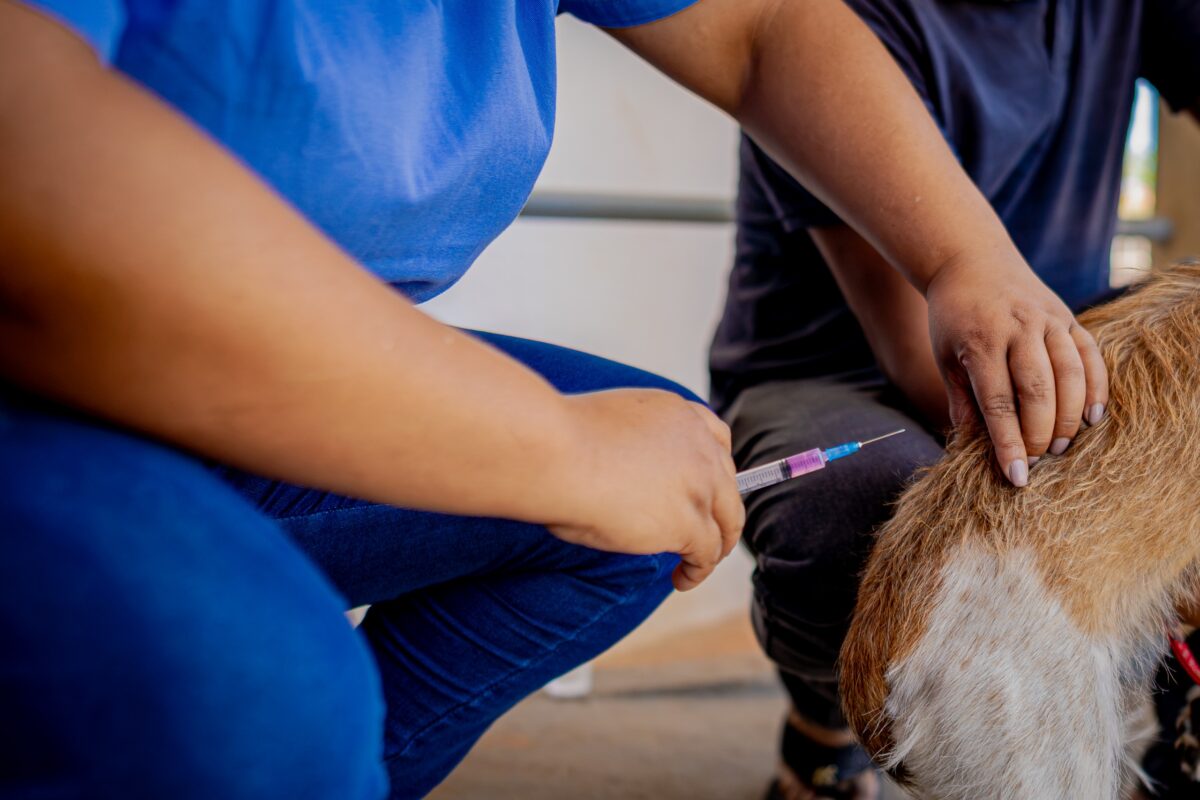 Feira Pet será realizada no próximo sábado (17) com vacinação gratuita, orientação veterinária e brindes