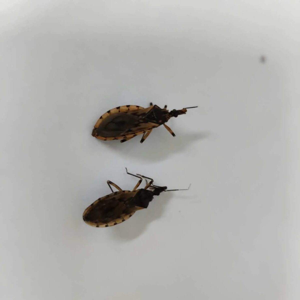 Goiânia identifica 29 barbeiros e alerta para prevenção à doença de Chagas