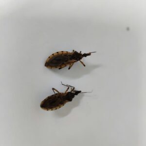 Goiânia registra aumento de barbeiros e prefeitura alerta para risco de doença de Chagas
