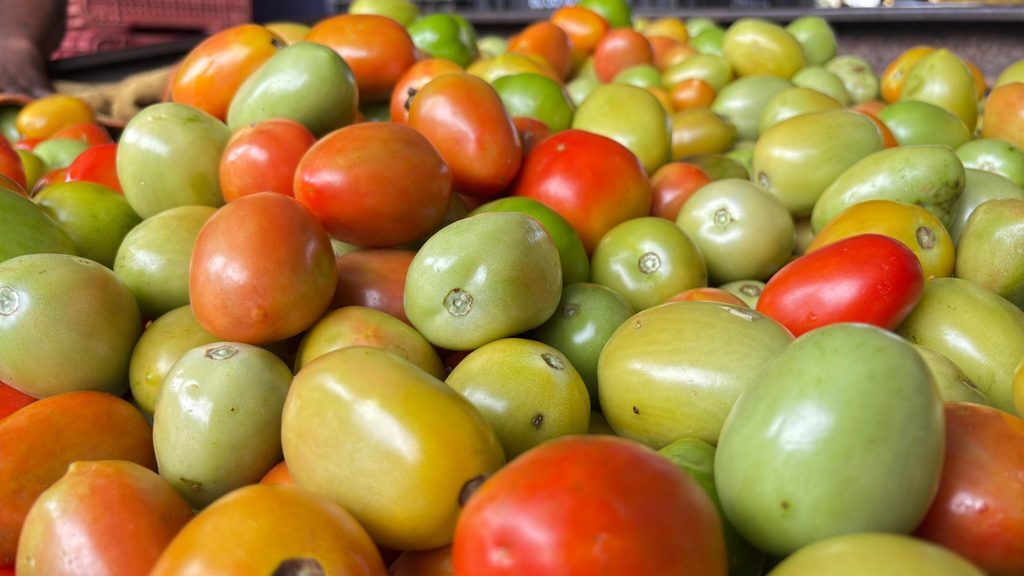 Goiás lidera produção de tomate no Brasil com previsão de 1,34 milhão de toneladas em 2026