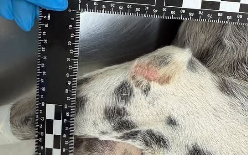 Homem é preso após agredir cachorro com uma pá em Goiânia