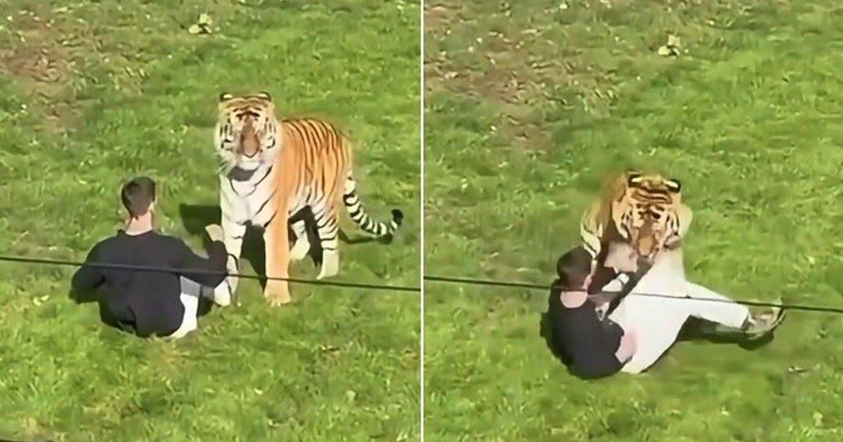 Homem morre após entrar em recinto de tigre em parque na Inglaterra