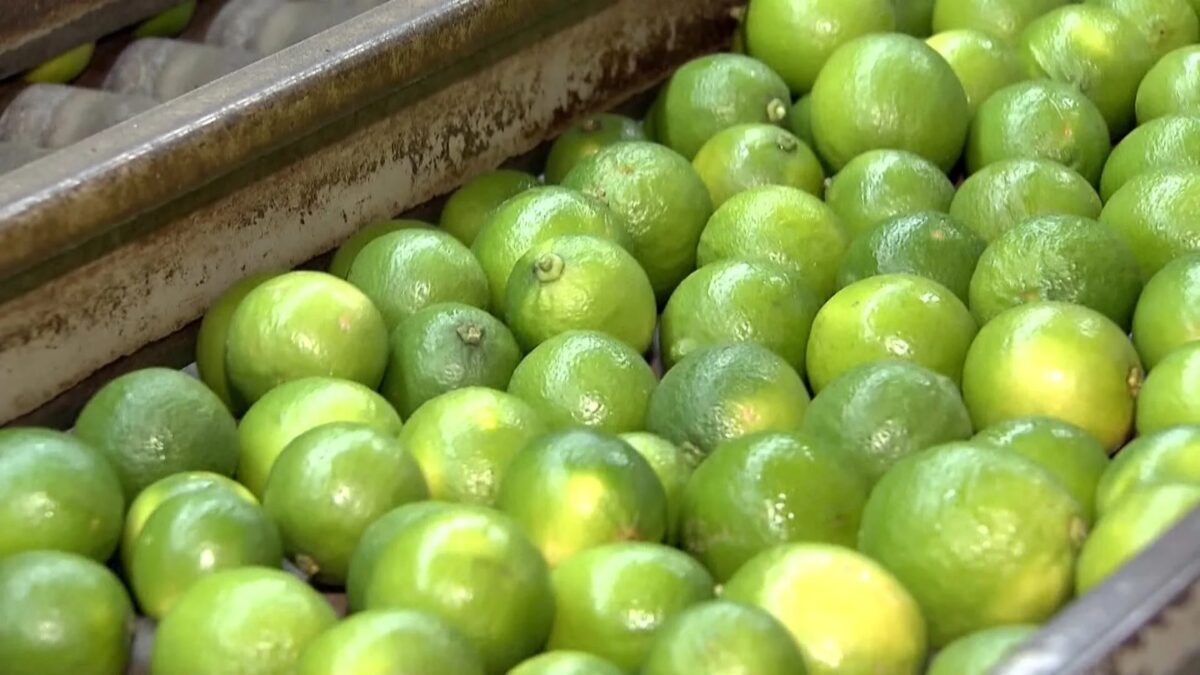 Limão-tahiti dispara mais de 220% em dois meses e expõe desafios dos produtores em São Paulo