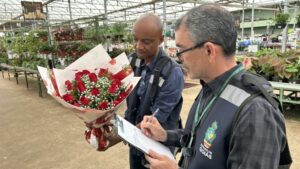 Pesquisa do Procon Goiás aponta diferença de até 605% nos preços de flores e velas