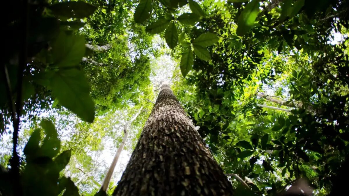 Plano Diretor Florestal prevê expansão de áreas plantadas em Goiás