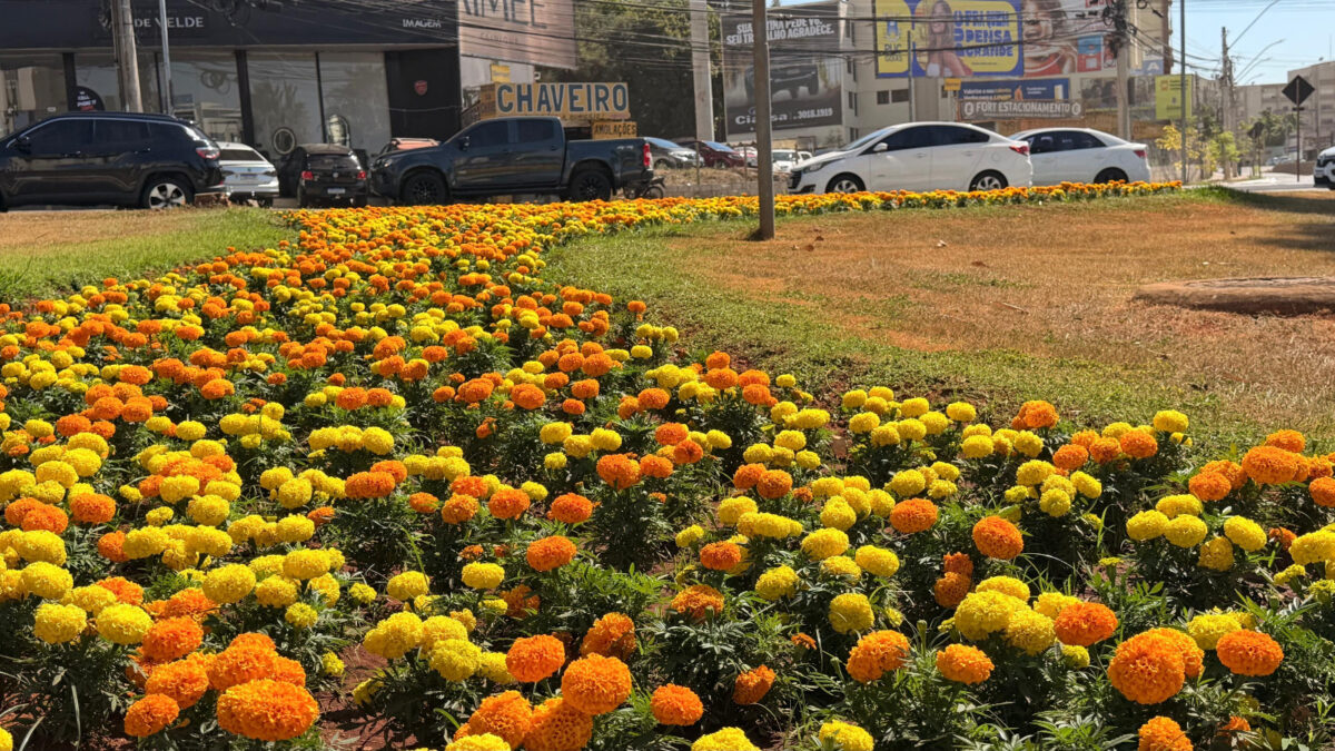 Primavera chega a Goiânia com mais de 123 mil mudas plantadas pela Comurg
