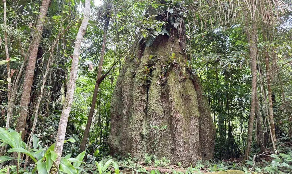 Sete em cada dez congressistas eleitos têm baixo alinhamento à agenda ambiental, aponta levantamento